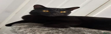 Domestic Shorthair 1