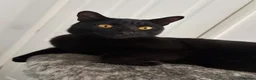 Domestic Shorthair cats for sale: Teddy - 1 year old male cat - Advert 1
