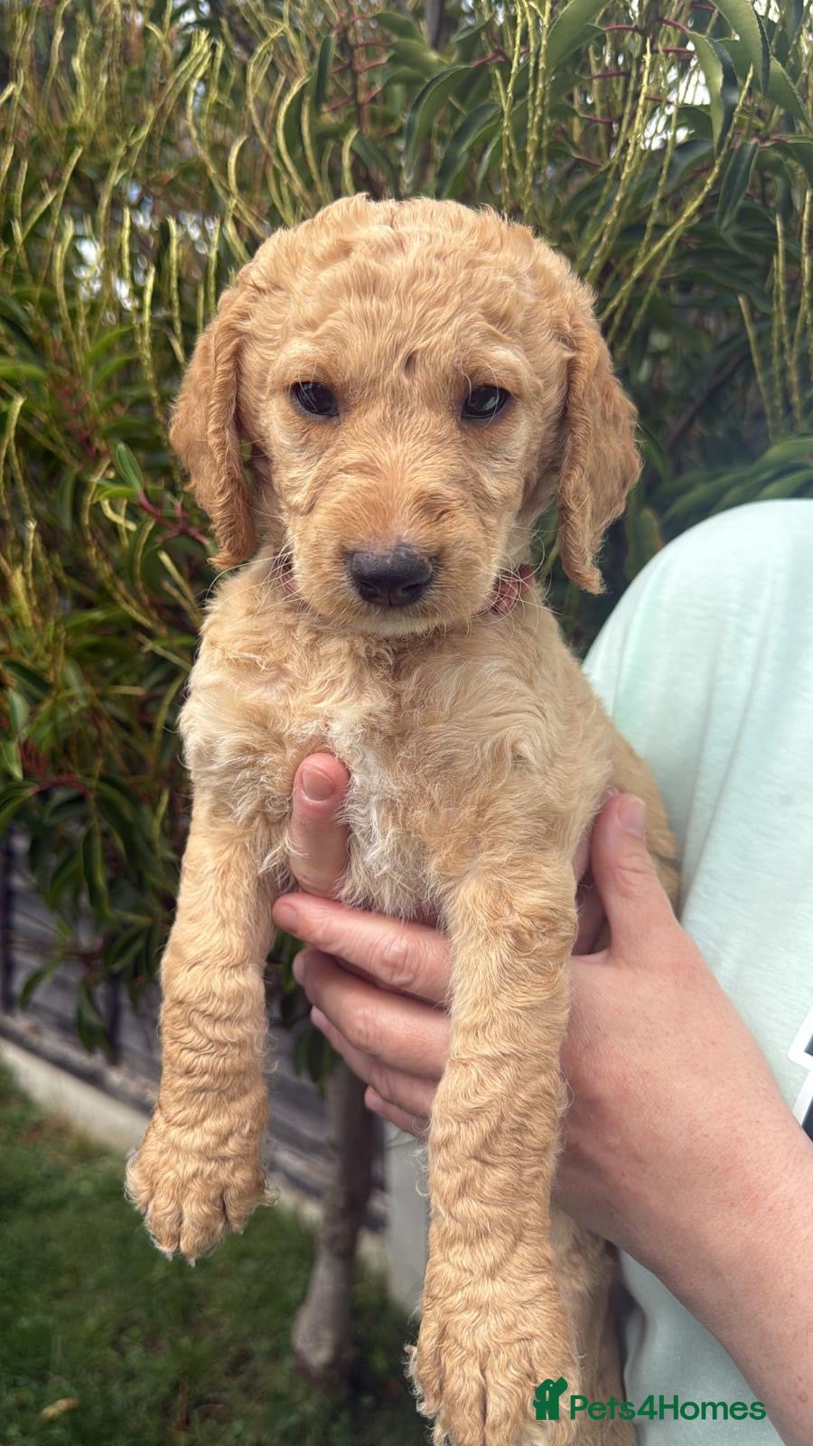 Labradoodle dogs 🐾 F1B Labradooles QUALITY! * 🐾   - Advert 2