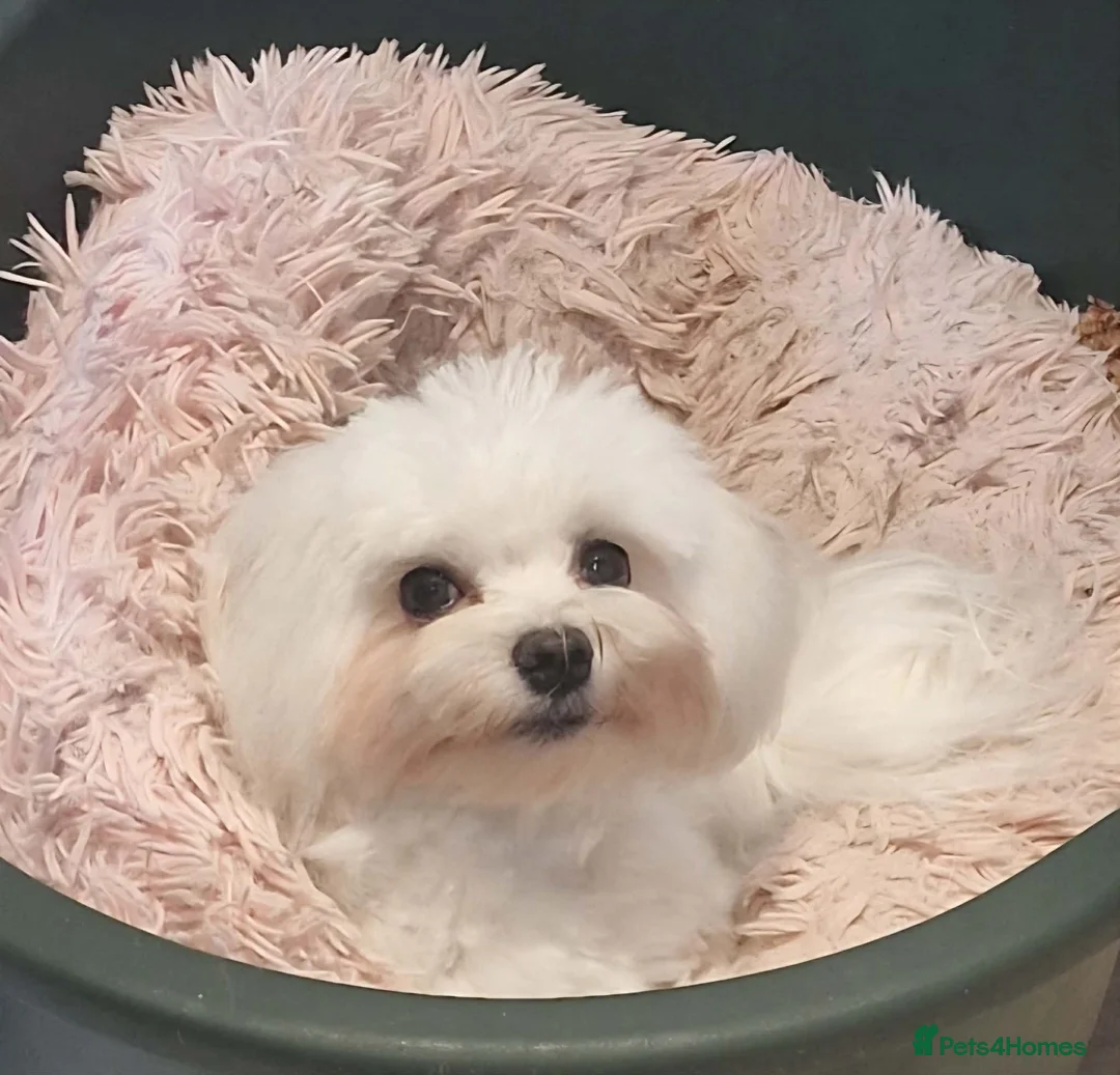 Maltese dogs for sale: Korean Maltese puppies for adoption - Advert 3