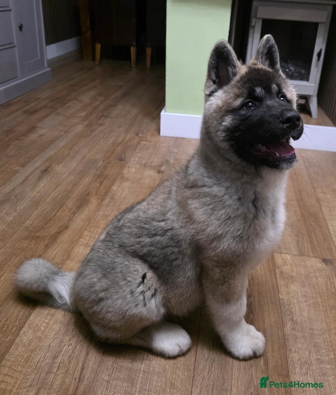 Akita dogs for sale: Stunning male akita puppy - Advert 2