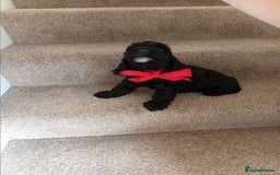 Cockapoo dogs for sale: Pra clear miniture cockapoo puppies  - Image 2