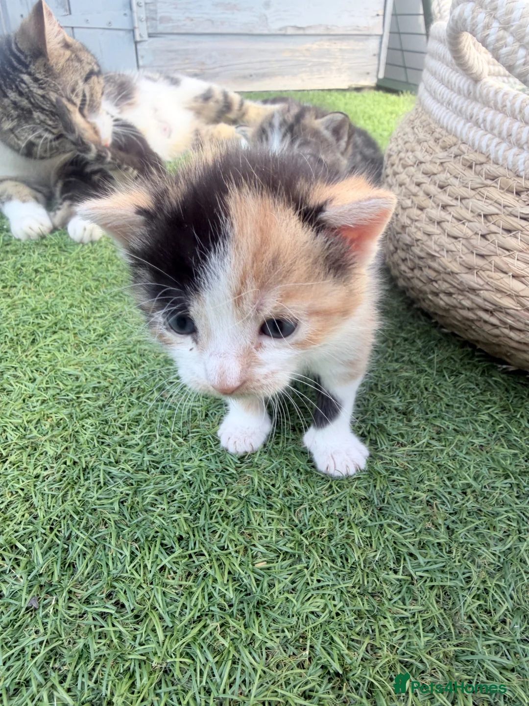 Mixed Breed cats for sale: 3 Lovely kittens  in Walsall - Advert 2