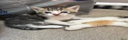 Mixed Breed cats for sale: Stunning kittens  in Ashford - Advert 11