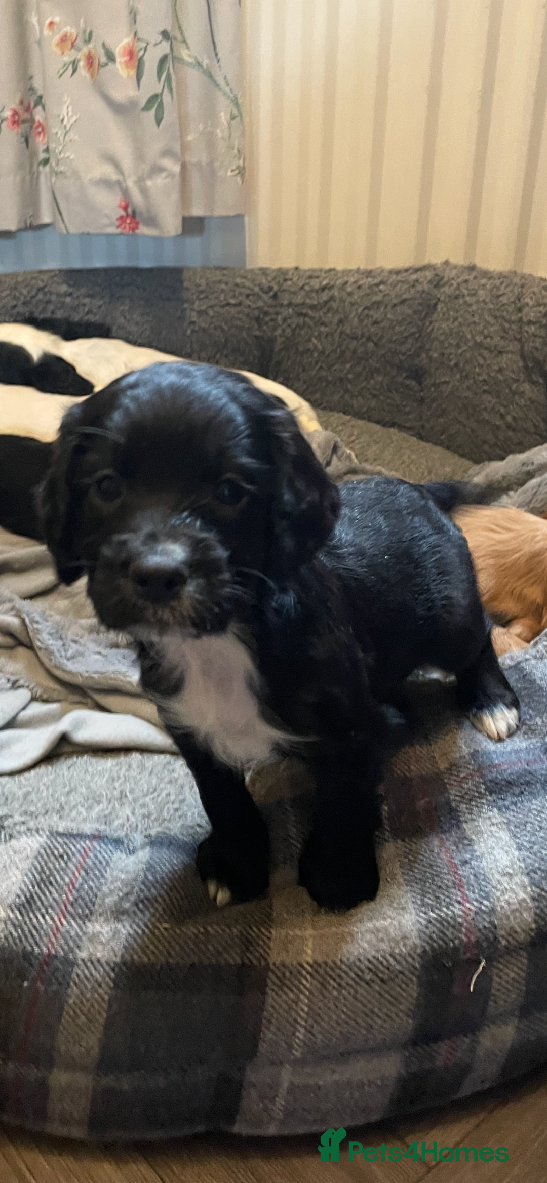 Cocker Spaniel dogs for sale: KC Registered Cocker Spaniels  - Image 3