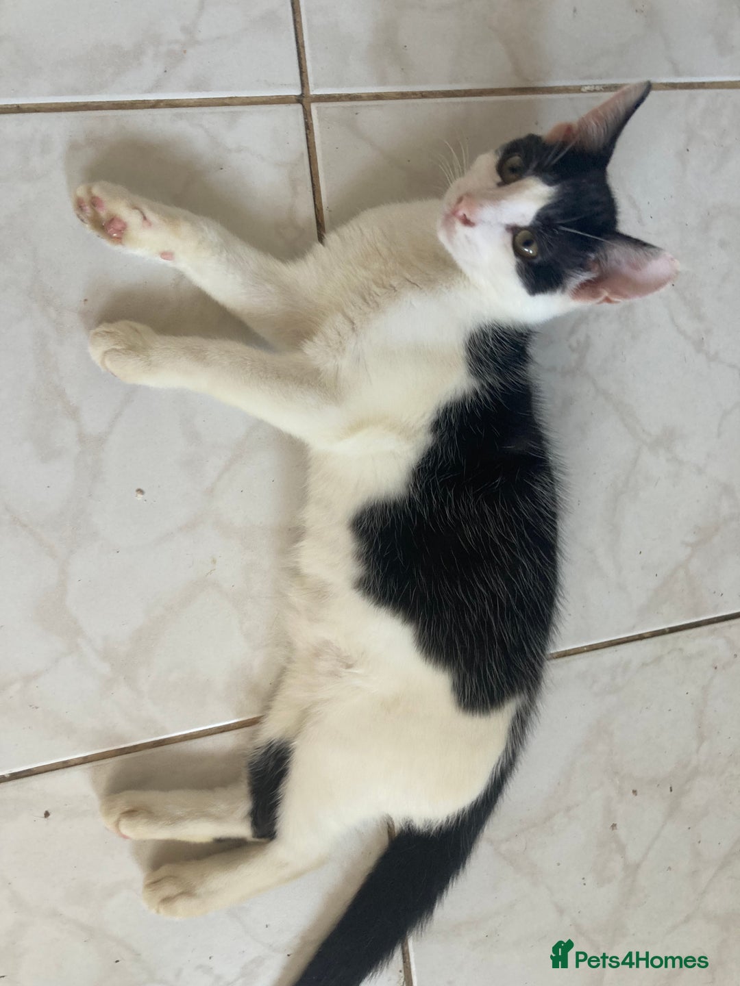 Domestic Shorthair cats for sale: 3 kittens for sale  - Image 8