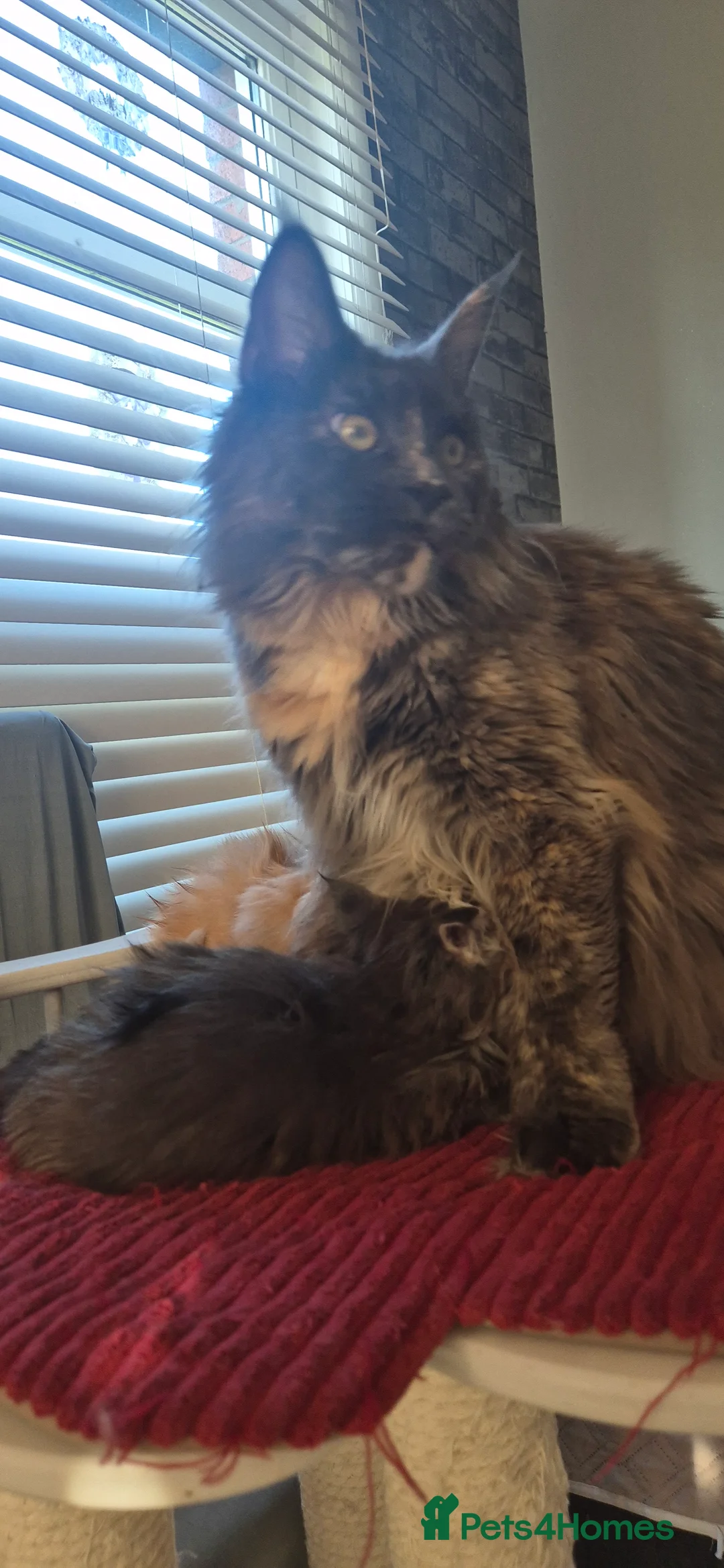 Maine Coon cats for sale: Maine Coon kittens  - Advert 8