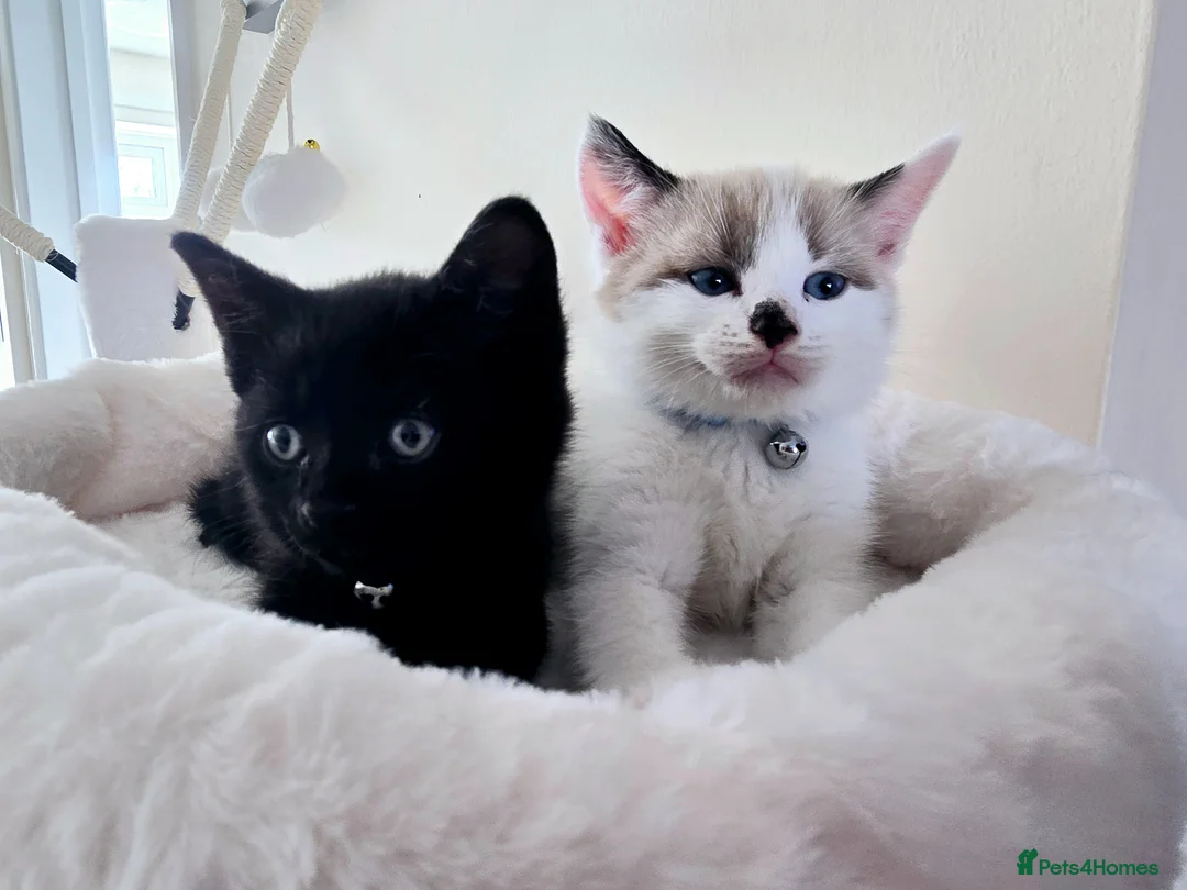 Mixed Breed cats for sale: 2 boy kittens - Advert 1