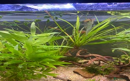 Other/Mixed Breed fish for sale: 180L tropical set up  - Image 6