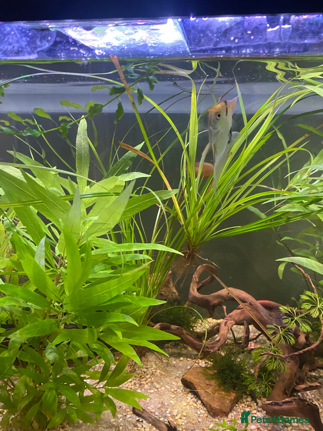 Other/Mixed Breed fish for sale: 180L tropical set up  - Image 6
