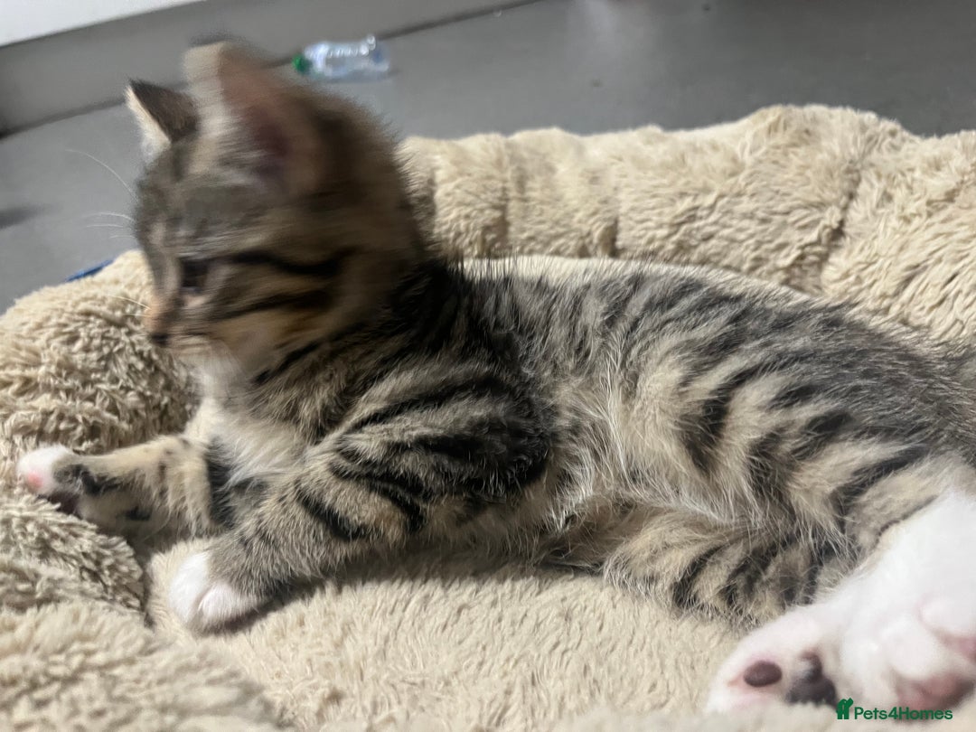 Mixed Breed cats for sale: 🐾 Beautiful Green eyed Grey tabby Kittens  - Advert 15