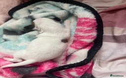 Jack Russell dogs for sale: Stunning Miniature Jack Russell Puppies!!! - Image 6