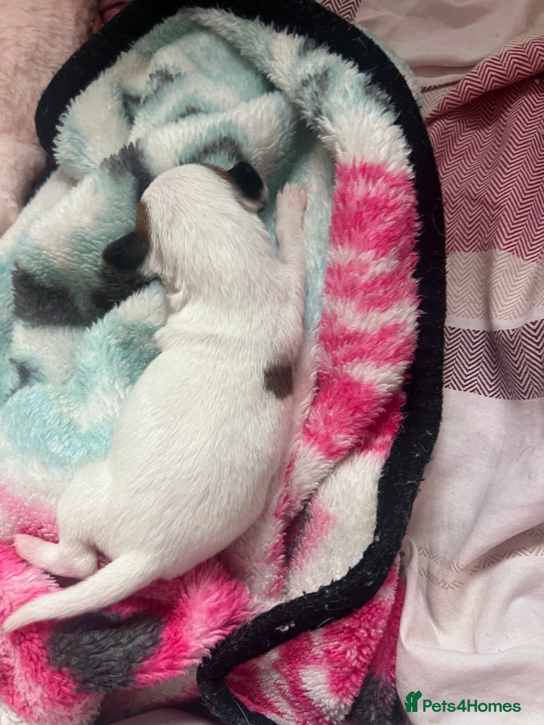 Jack Russell dogs for sale: Stunning Miniature Jack Russell Puppies!!! - Image 6