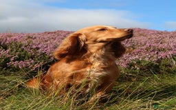 Cocker Spaniel dogs for sale: Working cocker spaniel puppies  - Image 13