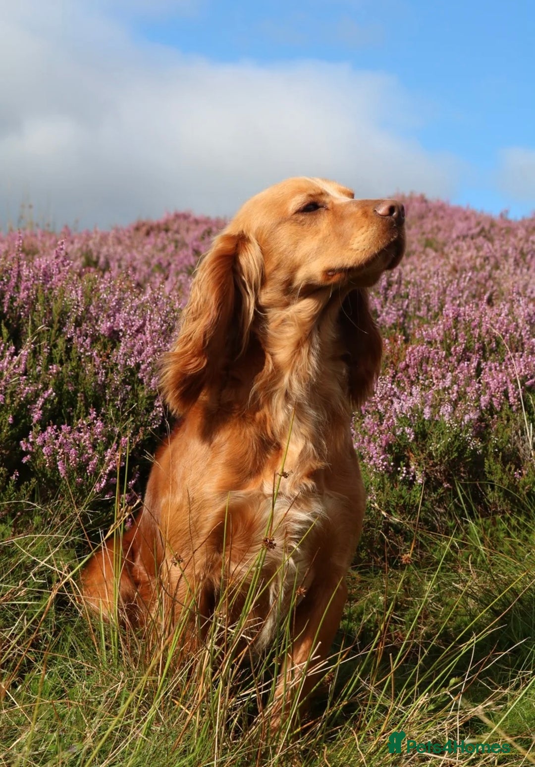 Cocker Spaniel dogs for sale: Working cocker spaniel puppies  - Image 13