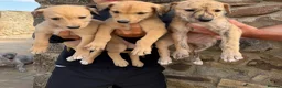 Lurcher dogs for sale: Wheeton Greyhound Puppies  - Advert 1