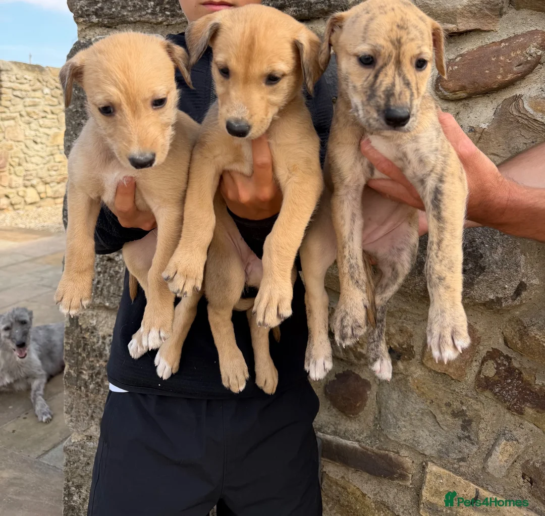 Lurcher dogs for sale: Wheeton Greyhound Puppies  - Advert 1