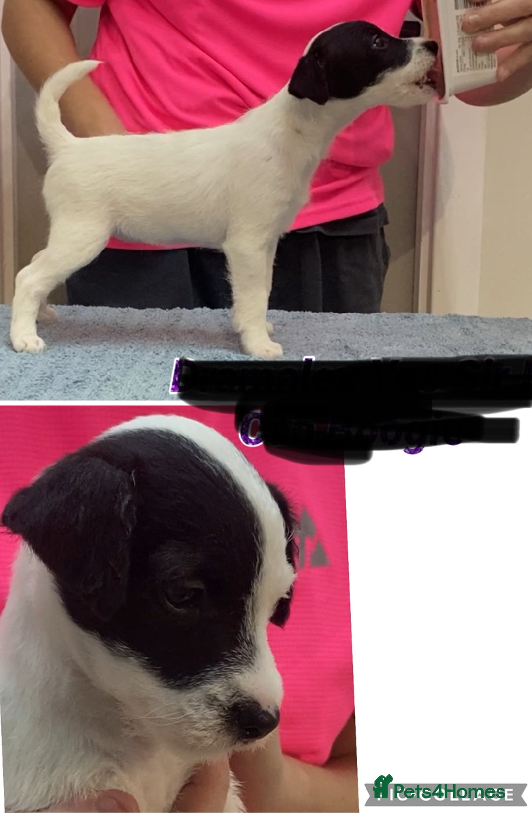 Parson Russell dogs for sale: Kc Champion Bred Parson Pups Crufts winning lines  - Advert 18