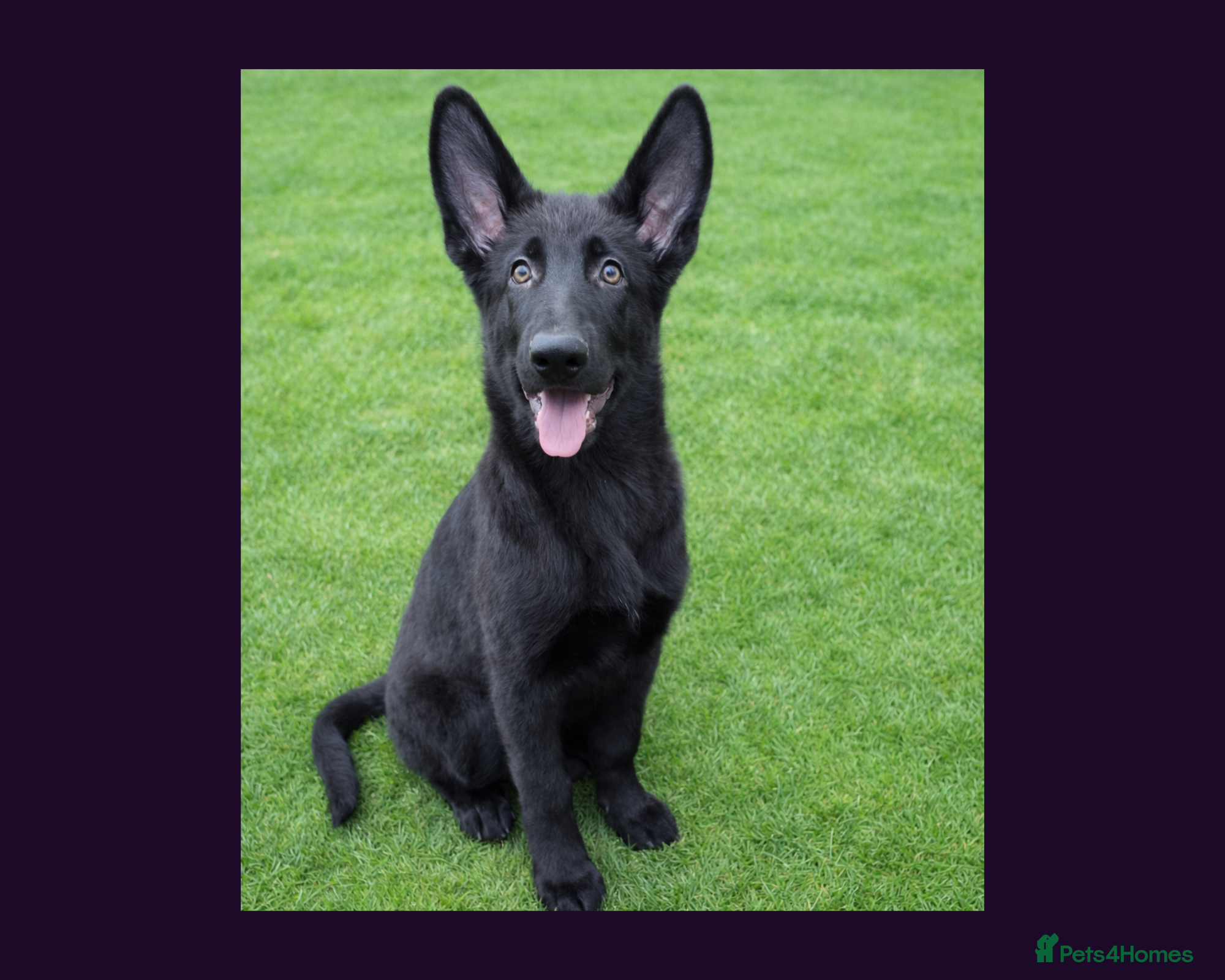 German Shepherd dogs Solid black short coated KC registered Gsp - Advert 2