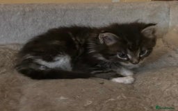 Maine Coon cats for sale: Maine coon kittens  - Image 25