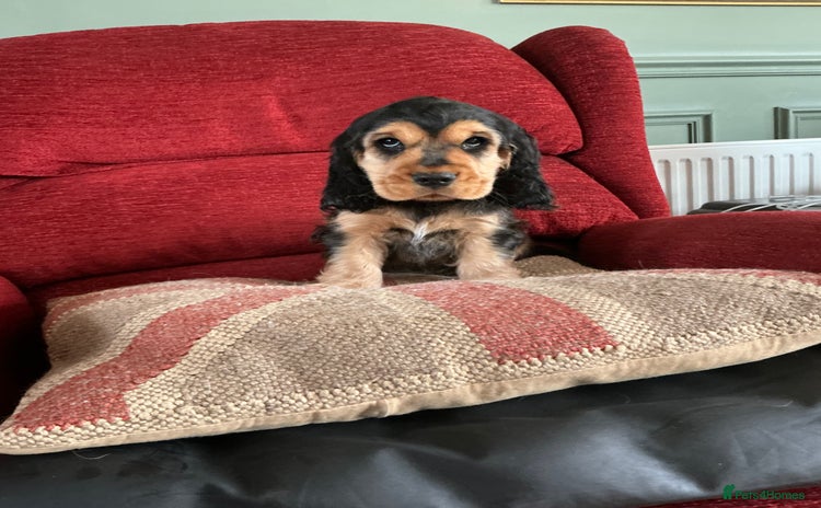 Cocker Spaniel dogs - Advert 1