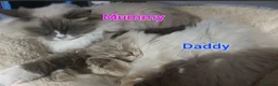 Ragdoll cats for sale: Ragdoll Kittens Ready For Forever Homes - Advert 3