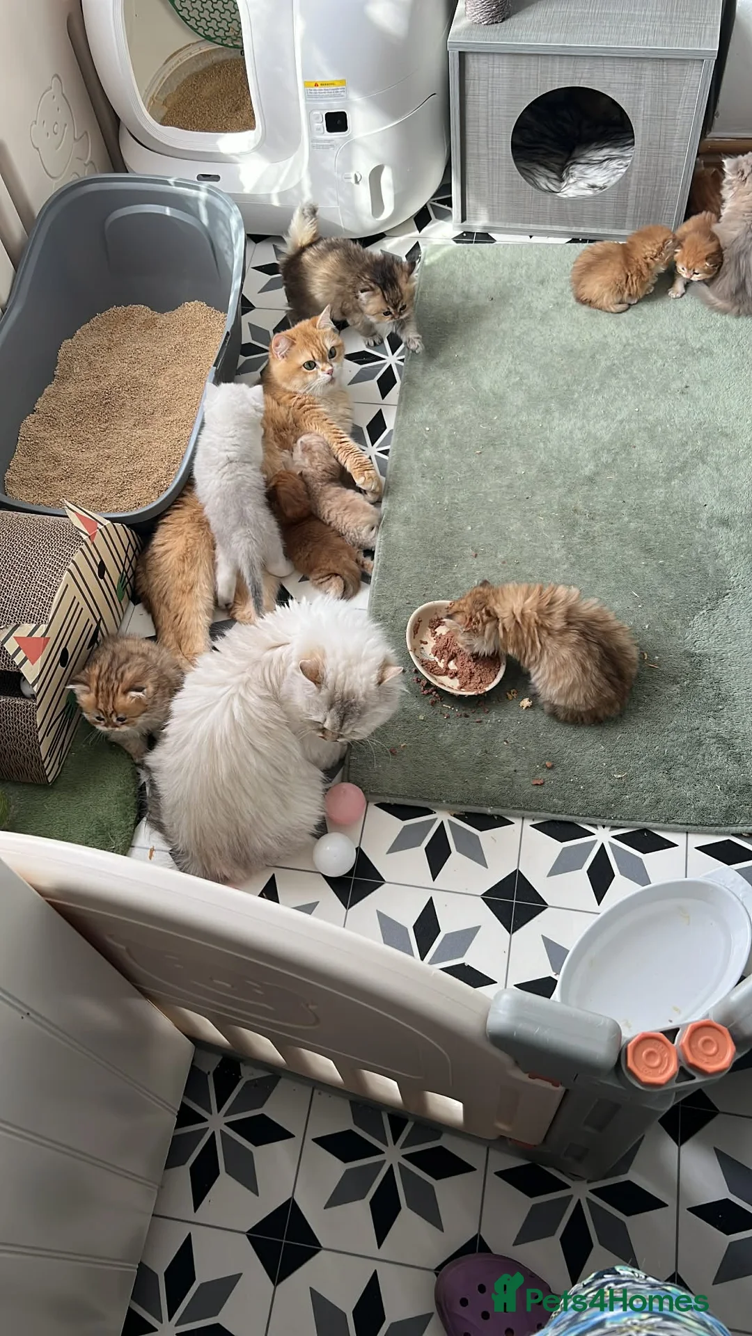 British Longhair cats for sale: 2 British Long hair Kittens - Advert 8