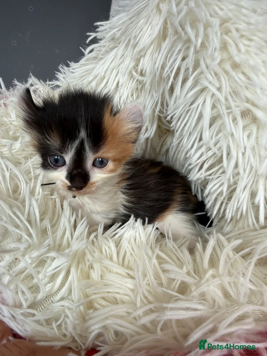 Sphynx cats for sale: Adorable kiteens!  - Advert 1