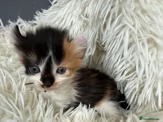 Sphynx cats Adorable kiteens! - Advert 1