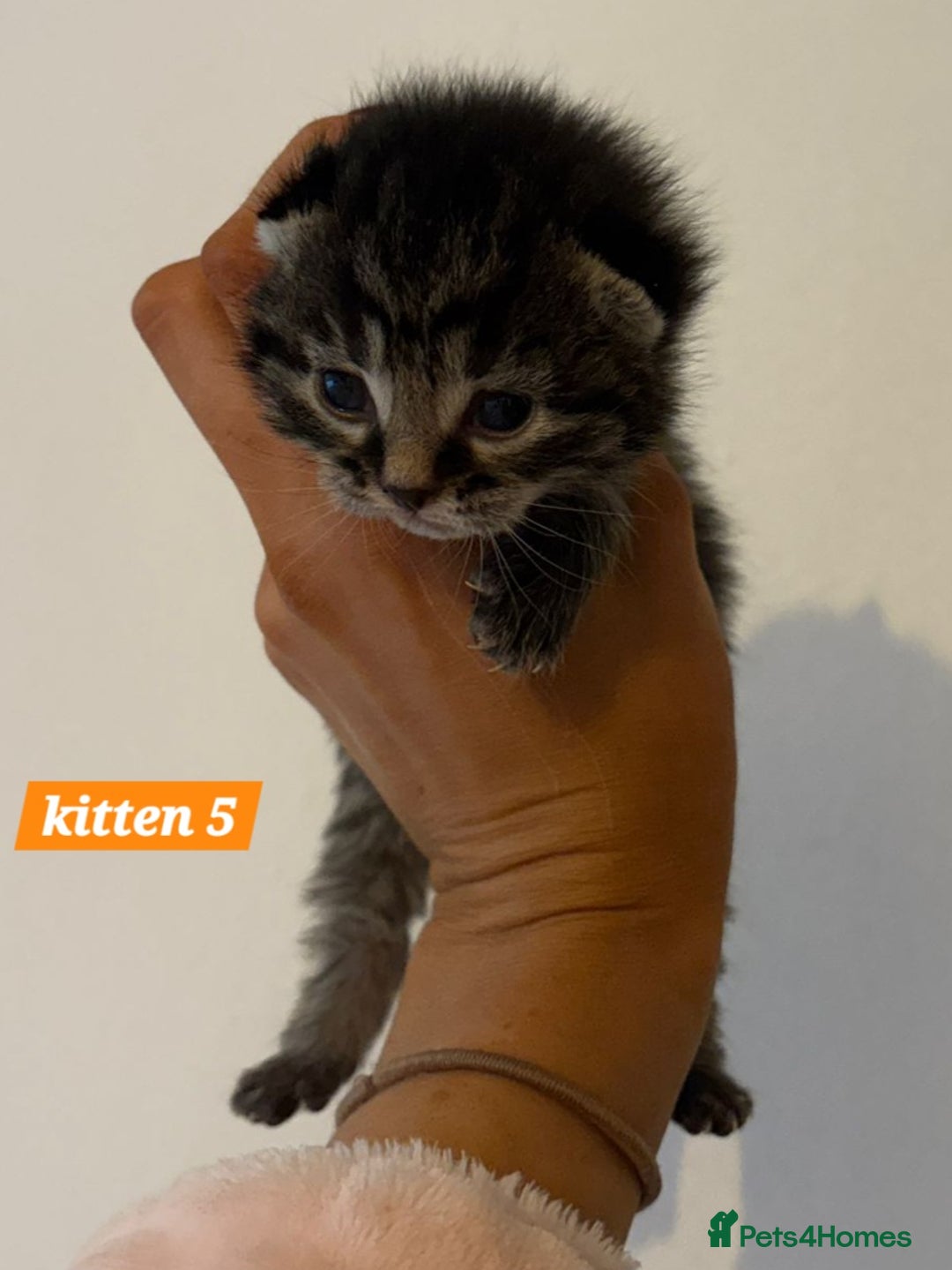 Scottish Fold cats for sale: Stunning Smoky Grey Kittens - Advert 22