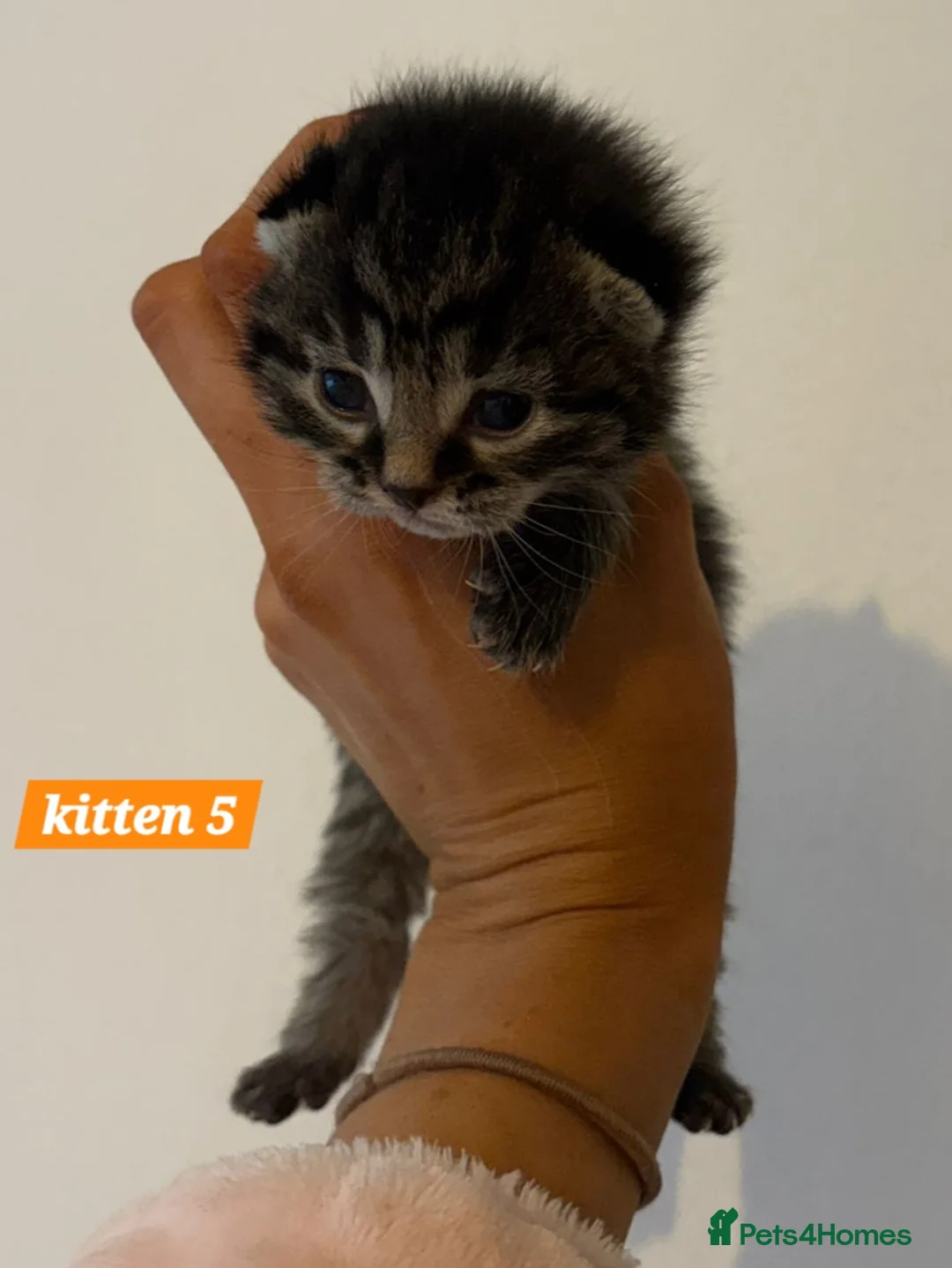 Scottish Fold cats for sale: Stunning Smoky Grey Scottish straight kittens - Advert 22