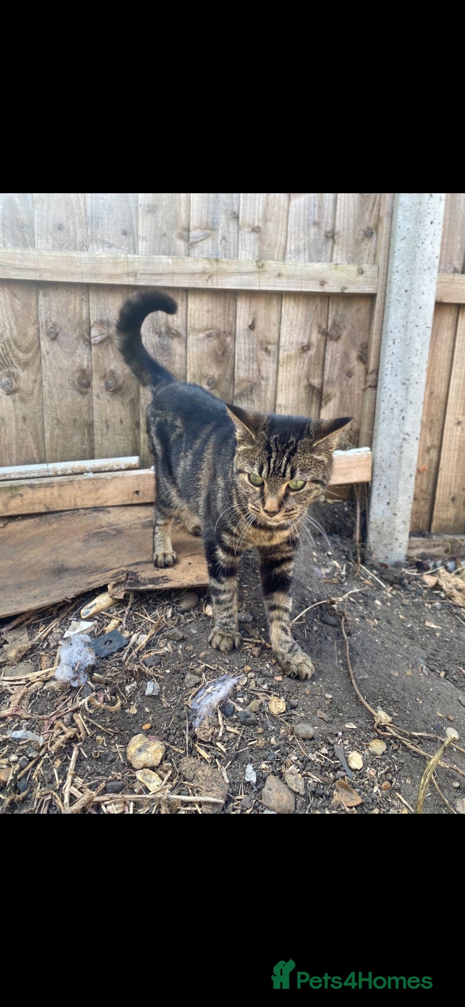 Mixed Breed cats Three beautiful kittens ready to go.  - Advert 1