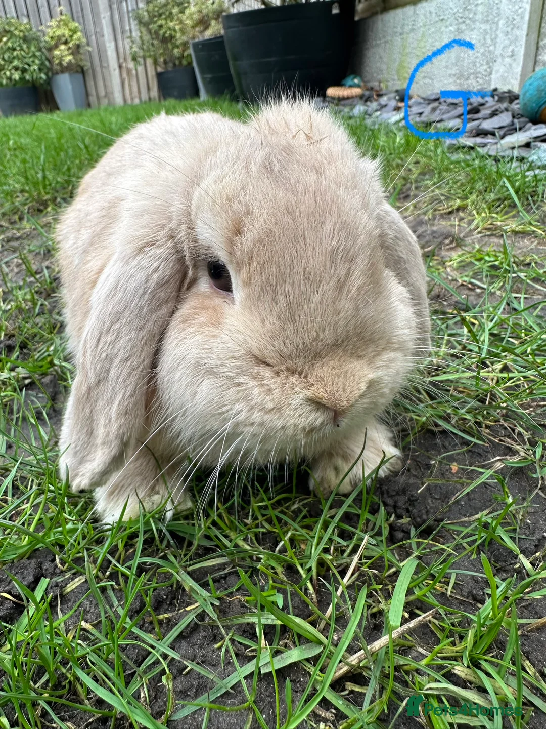Mini Lop rabbits for sale: Mini Lop Rabbits For Sale  - Advert 4