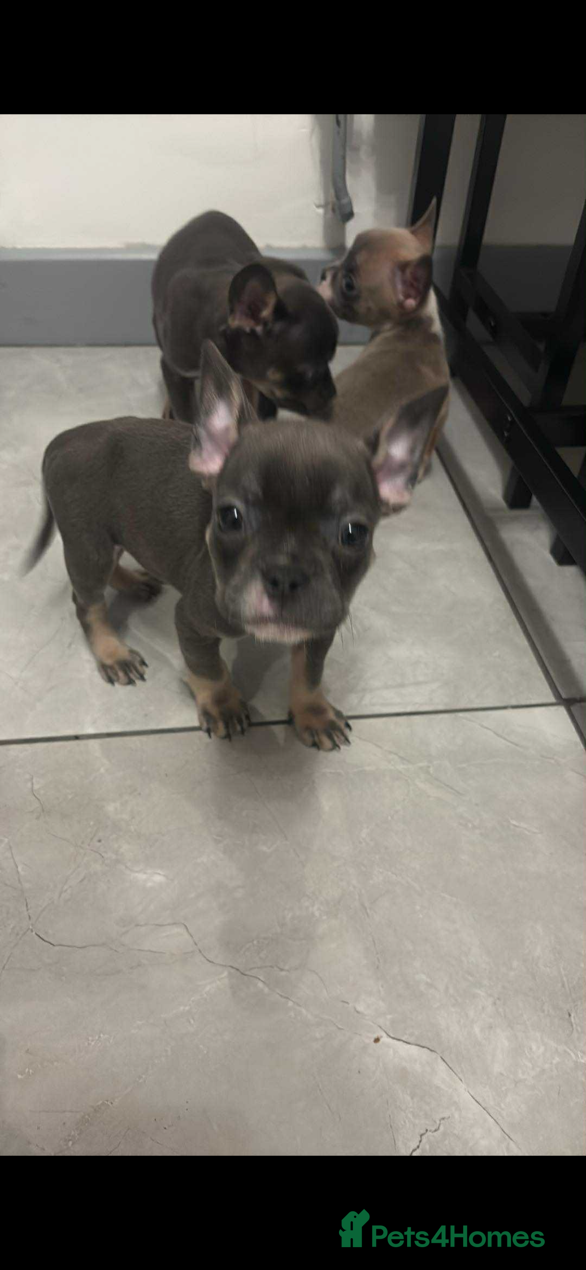 Mixed Breed dogs French bulldog x pocket bully pups  - Advert 1