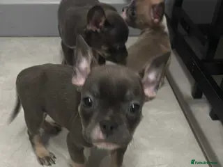 Mixed Breed dogs French bulldog x pocket bully pups - Advert 1