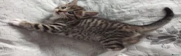 Siberian cats for sale: 4 kittens for sale - Advert 16