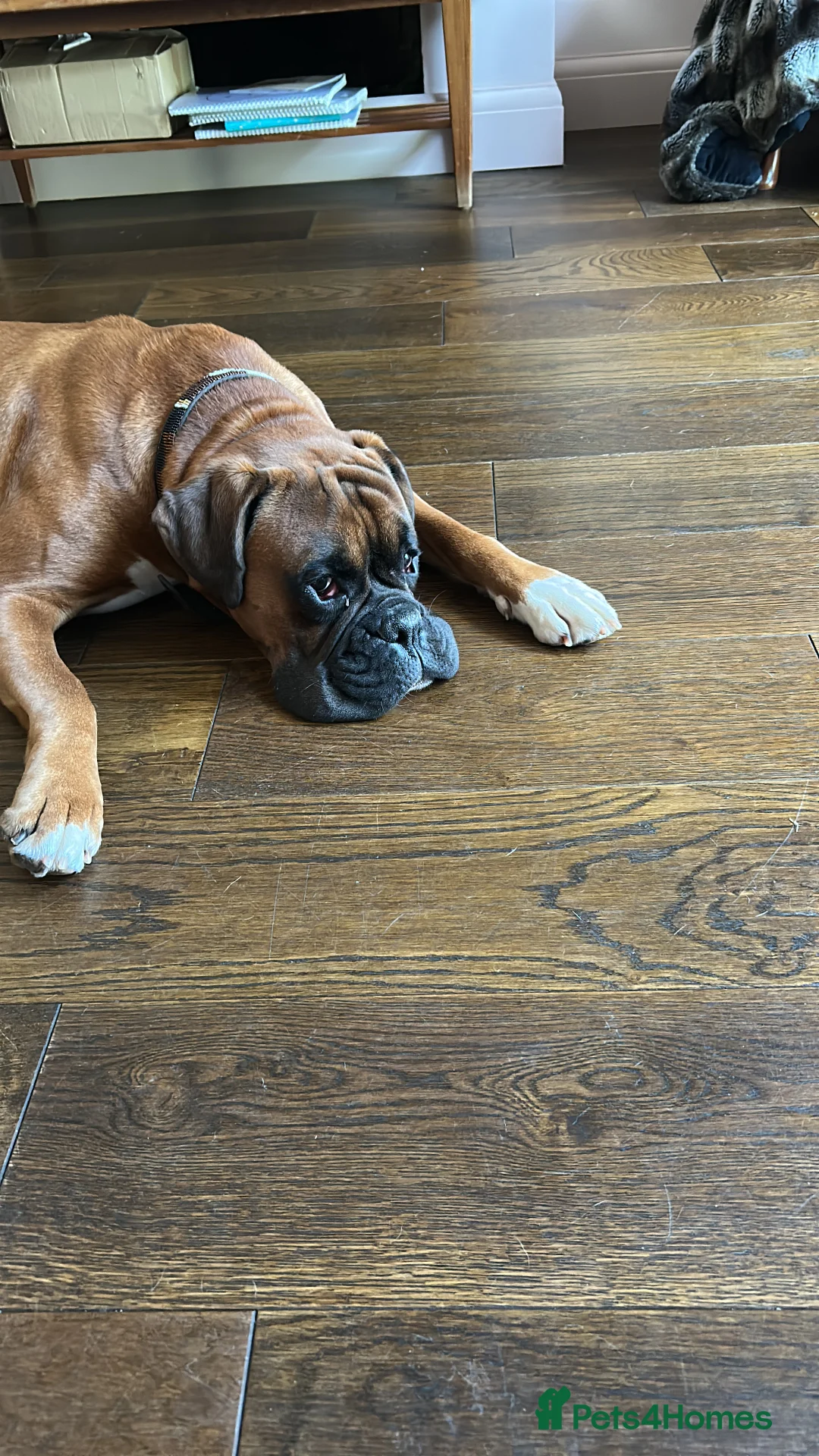 Boxer dogs for stud: Boxer boy for stud  - Advert 4