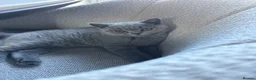 British Shorthair cats for sale: Boy Ready now!!!!  - Advert 3