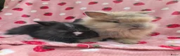 Lionhead rabbits for sale: Fluffy Teddy lion head x Angora ☆8weeks ready now - Advert 7