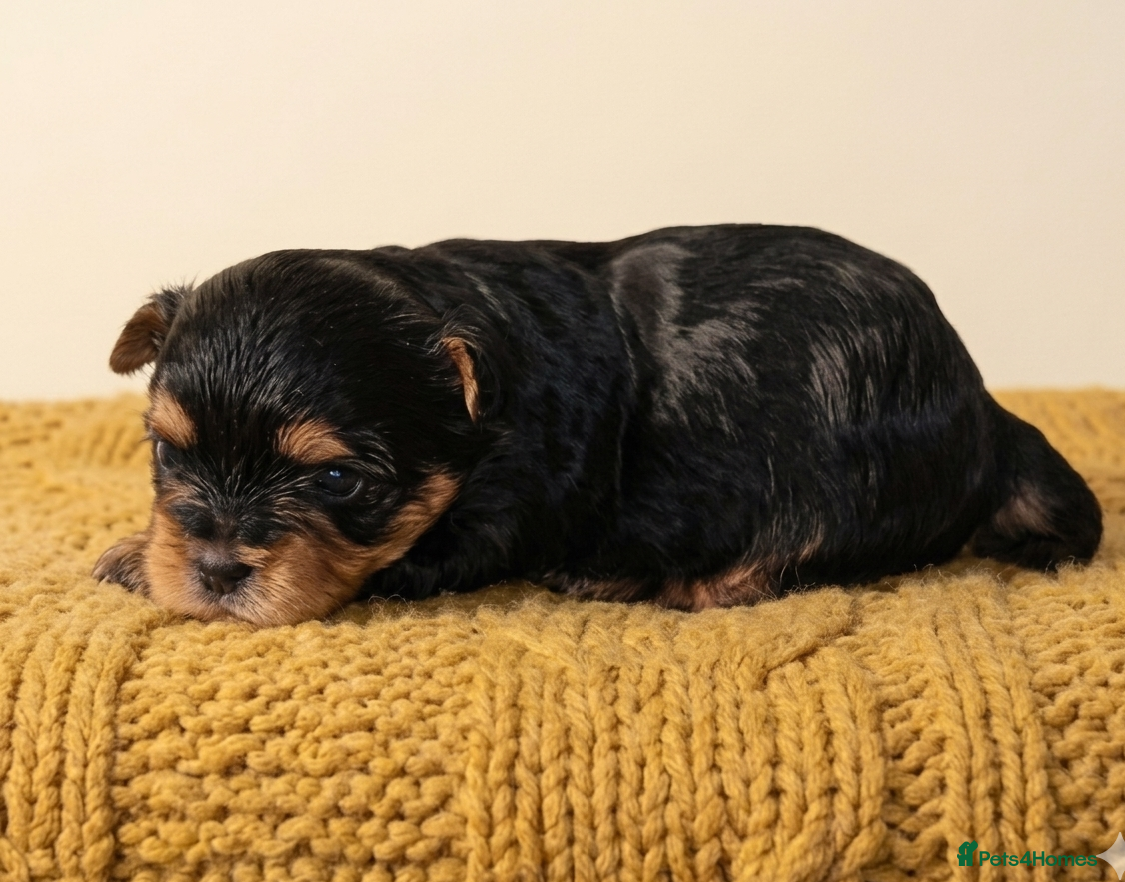 Yorkshire Terrier dogs Stunning Colourful yorkies  - Advert 2