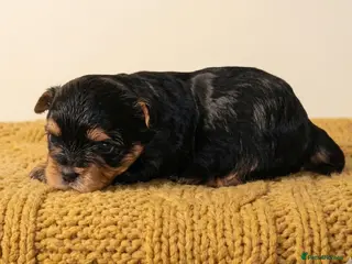 Yorkshire Terrier dogs Stunning Colourful yorkies - Advert 3