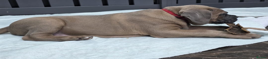 Cane Corso Puppy Red collar