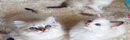 Ragdoll cats for sale: Pedigree show quality kitten Ragdolls 💝 - Advert 19