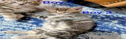 Mixed Breed cats for sale: Gorgeous Tabby Kittens for sale Ready June 17 - Advert 24