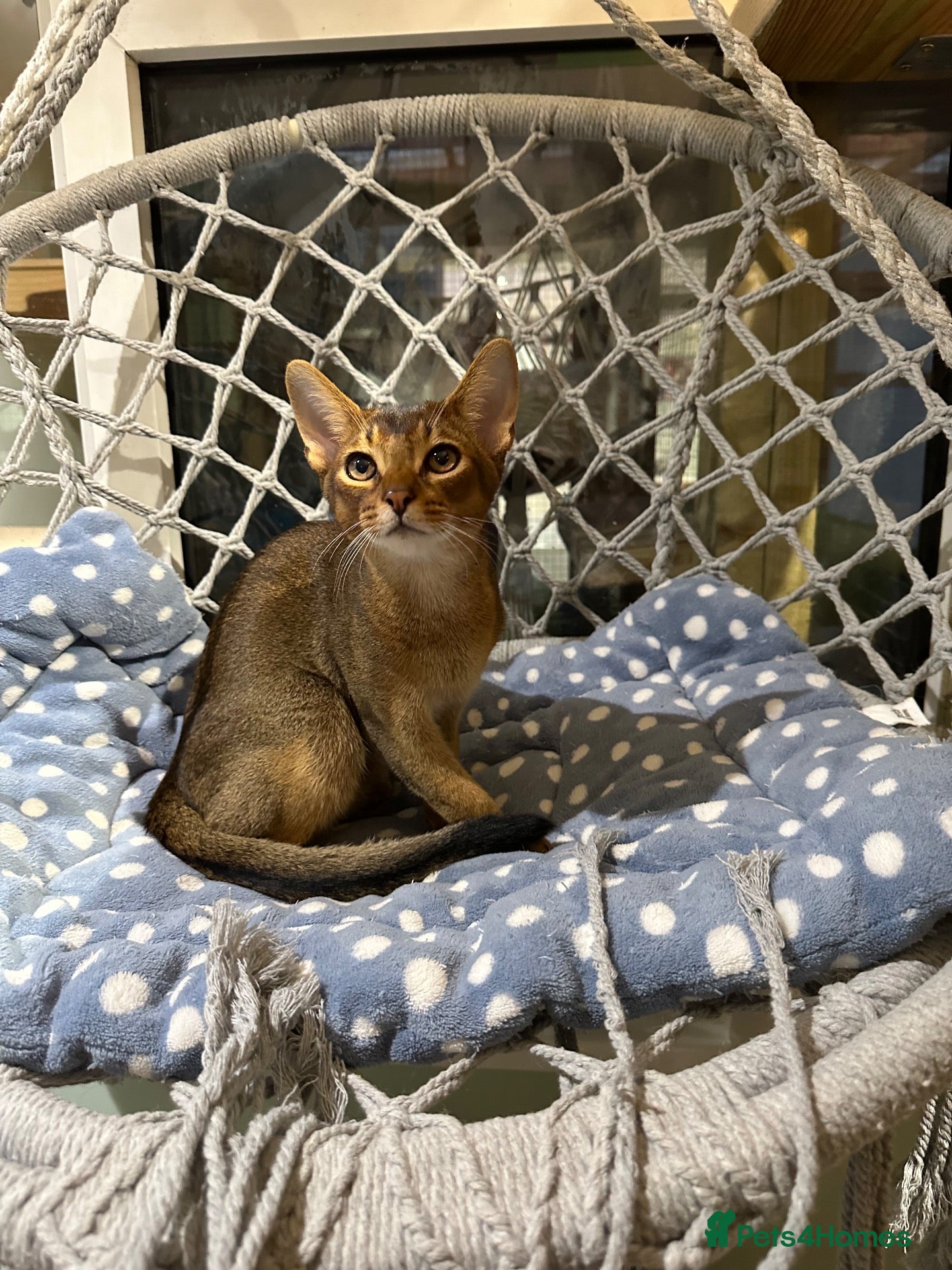 Abyssinian cats Last one boy ready to go🌟 - Advert 16