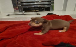 Chihuahua dogs for sale: Smooth coat chihuahua  - Image 12