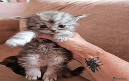 Mixed Breed cats for sale: Persian Chinchilla Cross Kittens - Image 2