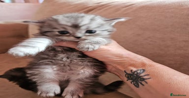Mixed Breed cats - Advert 1