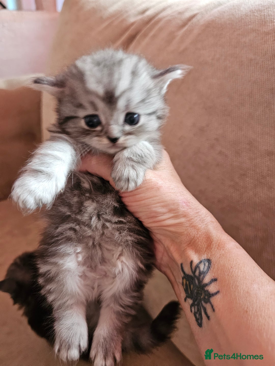 Mixed Breed cats for sale: Persian Chinchilla Cross Kittens - Image 2