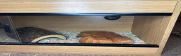 Corn Snake reptiles for sale: Grey corn snake and near full set up - Advert 7